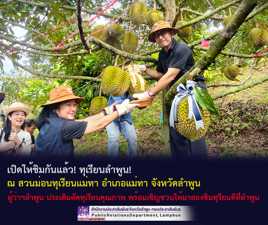 เปิดให้ชิมกันแล้ว! ทุเรียนลำพูน! ณ สวนม่อนทุเรียนแม่ทา อำเภอแม่ทา จังหวัดลำพูน 